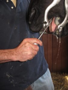 Horse dentistry is a bit messy, don't you think?