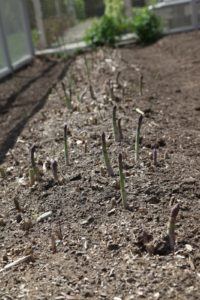 And a bed of green asparagus.  We've been enjoying a steady crop this season.  The  more you pick asparagus, the more they send up new shoots.