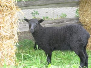 These sheep provide a completely black, dense, and durable fleece.