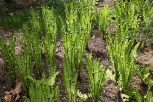 The ostrich ferns in this shade garden are multiplying and spreading.