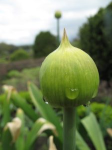 A macro of another alium bud - what looks like a giant water tower in the background is just another alium stalk