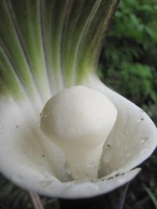 The pure white spadix, or Jack, is surrounded by a pitcher that is glowing white inside and nearly black on the outside.