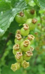 This is a cluster of currants beginning the ripening process.