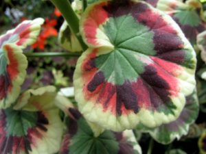 Fancy-leaf geranium - Pelargonium - 'Mr. Henry Cox' - geraniaceae
