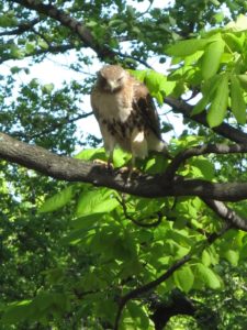 While we were at the azalea garden, we were visited by a majestic red-tailed hawk.