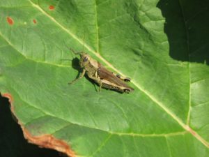 Hello, grasshopper on a rhubarb leaf!