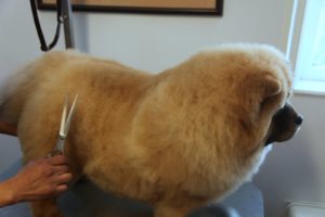 When the fur was dry, G.K. was trimmed with scissors just to shape.  Very little was cut.