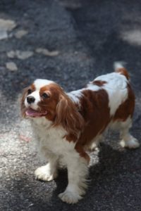 One of Alex's Cavalier King Charles Spaniels