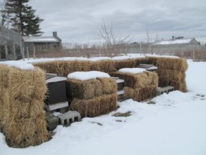The beehives with their winter surround of protective hay bales