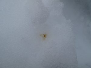 Apparently, it was a cleansing flight - this is honey bee excrement in the snow.  Bees like to keep the hive clean.