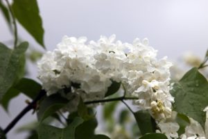 A puffy white bloom