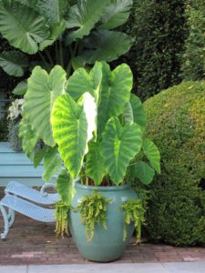 This alocasia is smaller in height but the very beautiful fabric-like leaves are highly defined with many shades of green.