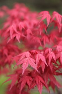 The Japanese maple grove planted last summer is thriving.  This bright red variety is Acer palmatum 'Shindeshojo.'
