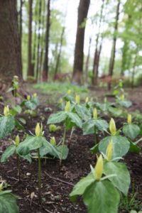 Trillium luteum in the woodland garden - The trillium is a simple, graceful perennial that is one of the most familiar and beloved of the spring woodland wildflowers.