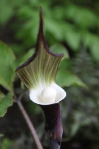 Arisaema sikokianum - Japanese Cobra Lily - an elegant cousin of the Jack in the Pulpit