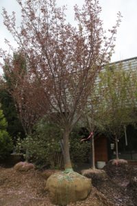 A bronze Kwanzan cherry - a spectacular flowering tree