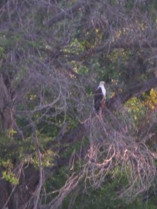 We saw many different eagles - This was an African Fish Eagle.  We learned that all eagles have feathered legs, while hawks do not.