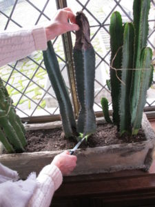 In the great room, this cactus was having a problem, so I carefully cut it at its base.