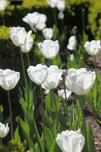 Gorgeous pure white tulips