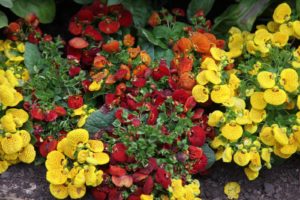 This fun plant is pocketbook flower, slipper flower - Calceolaria - 'Cinderella Mix' - Scrophulariaceae