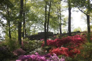 Scores of different azaleas and rhododendrons bloom in succession throughout the garden.