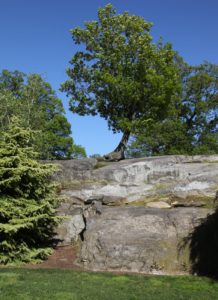 This tree is thriving on top of this rock.