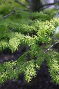 This is a Golden-Larch - Pseudolarix amabilis - Pinaceae from eastern China.