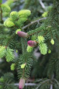 This unusual conifer is Norway spruce - Picea abies - 'Acrocona' - pinaceae.