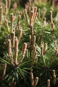 The late Dr. Sidney Waxman, a well-known horticulturist, introduced this Pinus densiflora - 'Low Glow' - pinaceae.