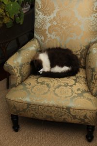 Vivaldi found a cozy chair.