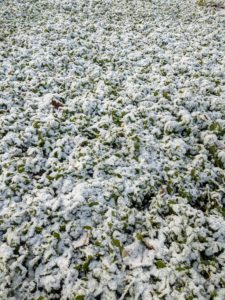 The pachysandra is almost unrecognizable under this thin blanket of white.