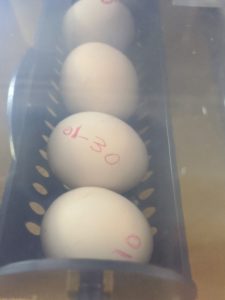 While the eggs incubate, they are automatically turned once a day, 45-degrees each way, back and forth during the storage period. Insufficient turning can cause poor growth. The eggs are checked every morning and spritzed with water to keep them from “drying out”. Water is also added to the unit to provide proper humidity levels.