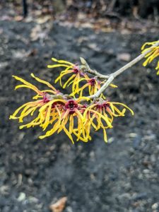Witch-hazel flowers consist of four, strap-like petals that are able to curl inward to protect the inner structures from freezing during the winter.