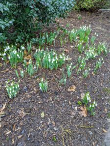 Snowdrops are another sure sign of spring. These beautiful white flowers are blooming all around my houses.