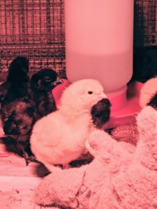 It is always nice to see such a strong and energetic group of babies. Chicks grow quickly, so it won’t be long before they outgrow this enclosure.