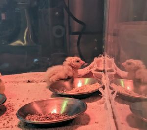 Within hours, it was standing and looking for food and water. We show each chick where their water and food are right away, so they know where to find it once they are able to walk around. The chicks are fed organic chick starter for the first six to eight weeks.