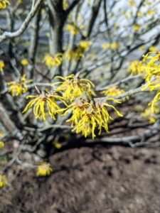 Witch-hazel is great for splashes of winter color. They’re very hardy and are not prone to a lot of diseases. Most species bloom from January to March and display beautiful spidery flowers that let off a slightly spicy fragrance.