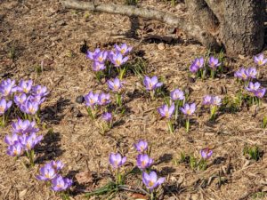 Here are some light purple or lilac-colored croci. Crocus is a genus of flowering plants in the iris family. The cup-shaped, solitary flower tapers off into a narrow tube.