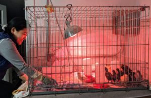 By the end of last week, all 20-chicks were down in the basement cage. Here is Sanu changing the bedding, which is done several times a day as chicks can be quite messy.