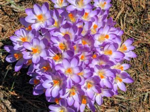 Crocus lives in alpine meadows, rocky mountainsides, scrublands, and woodlands. Patches of crocus can be found everywhere around my farm. These flowers are blooming right outside my gym building - I love seeing them early in the morning on my way to exercise.