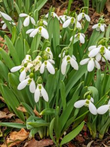 Snowdrops produce one very small pendulous bell-shaped white flower which hangs off its stalk like a “drop” before opening.