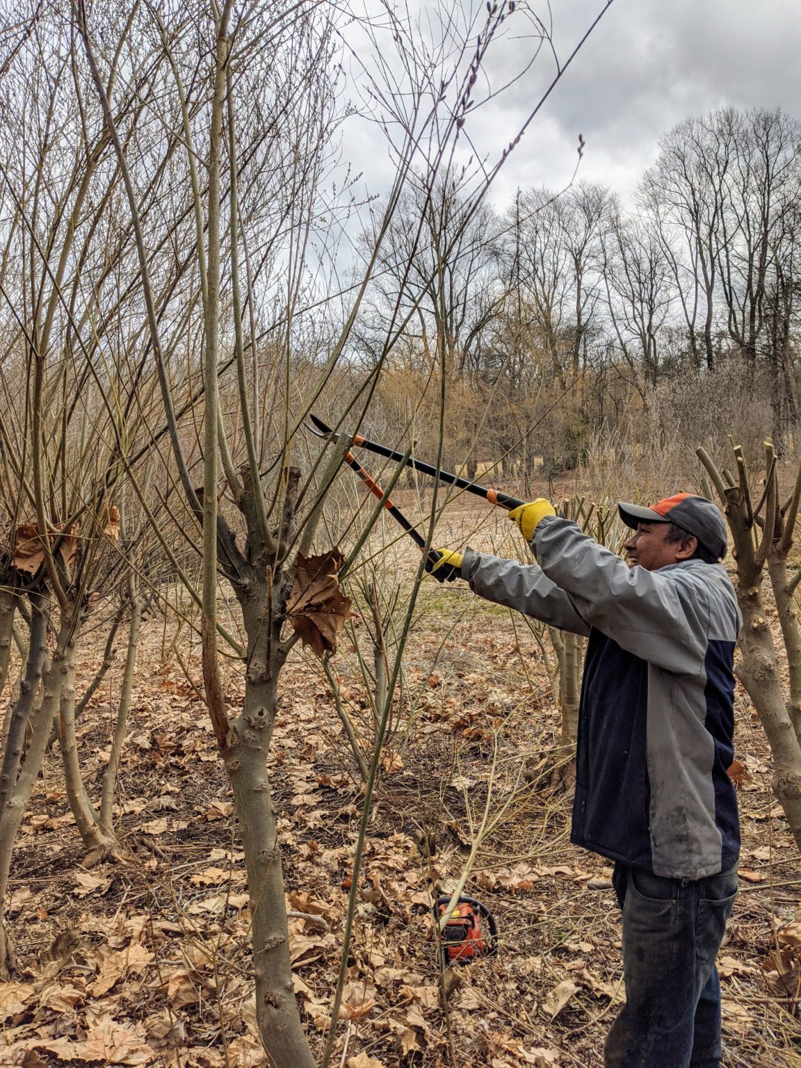 Cutting Back the Pussy Willows The Martha Stewart Blog