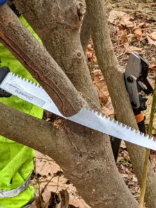 And here, Chhewang uses a lightweight hand saw. I prefer pruning to be done by hand instead of by power tools – it is a slower process but provides cleaner cuts and a more detailed and prettier finish.