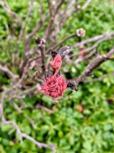 The tree peonies are also beginning to bud. Once these are in bloom, they will have an abundance of flowers.