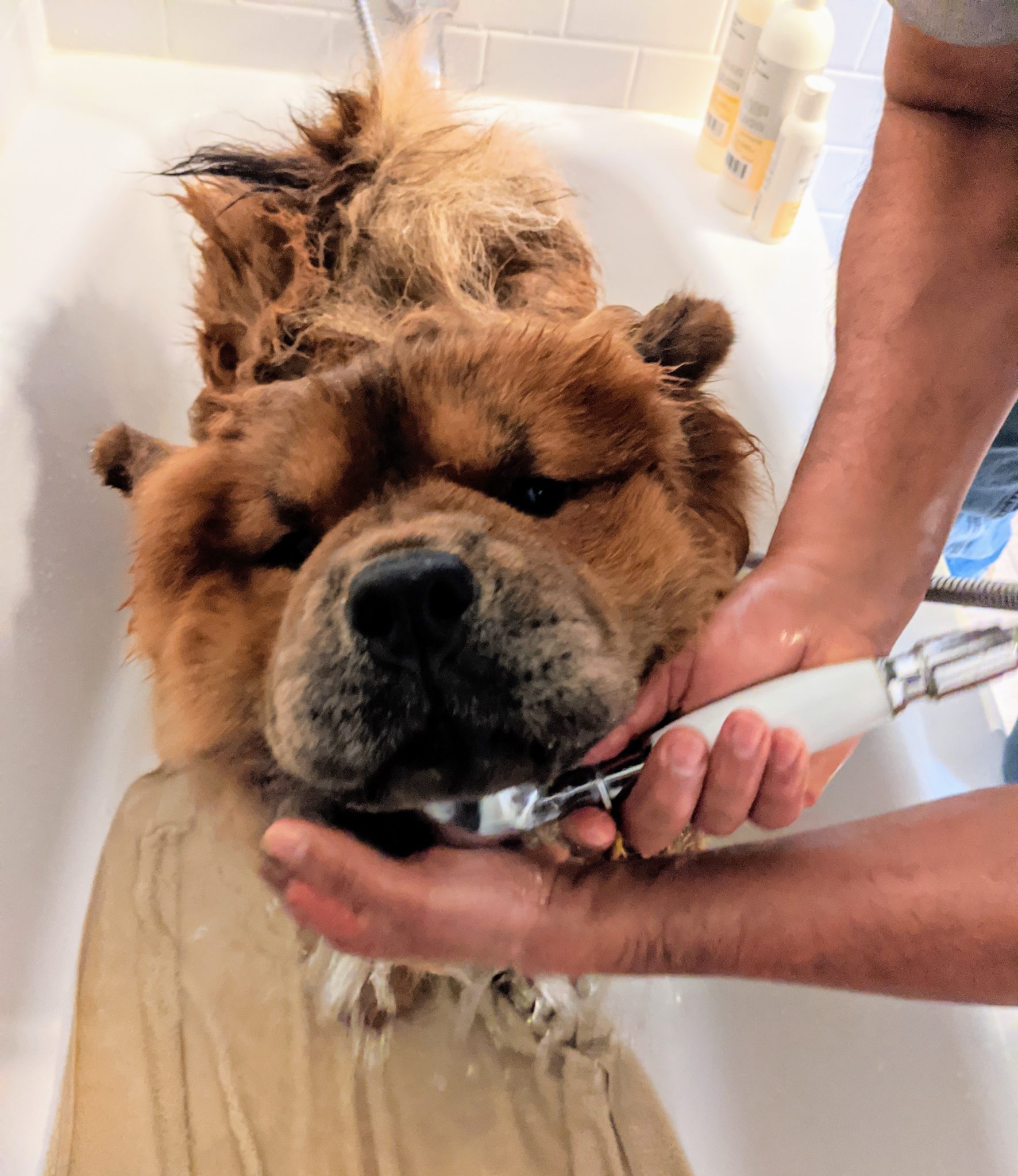 Bathing My Chow Chows The Martha Stewart Blog