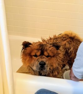 My dogs are very accustomed to being bathed. They have had many baths, but always keep an eye on any dog who is in the tub - just in case they want to make a quick move.