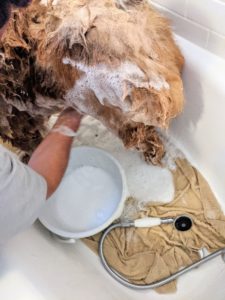 Carlos makes sure to apply shampoo to the dog’s stomach as well. My shampoo formulas are all great for pets with sensitive skin.