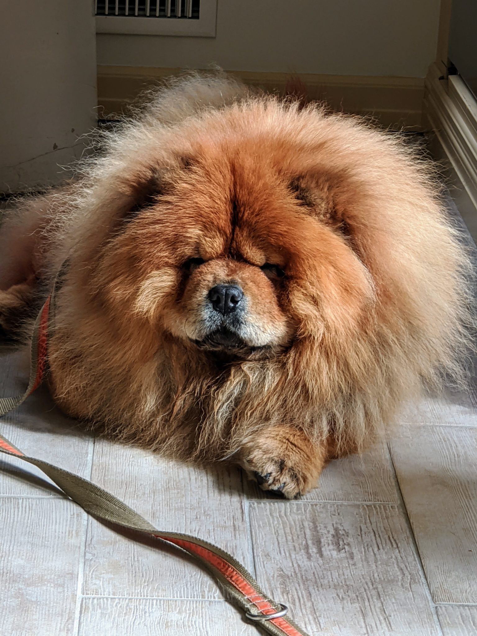 Bathing My Chow Chows The Martha Stewart Blog