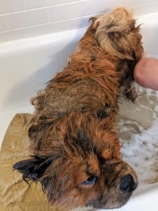 After applying the shampoo and letting it soak into the coat a few minutes, Carlos rinses well with lukewarm water. It is very important to get all the shampoo out - a rule of thumb is to keep rinsing until there are no visible bubbles on the coat - and then rinse a little more.