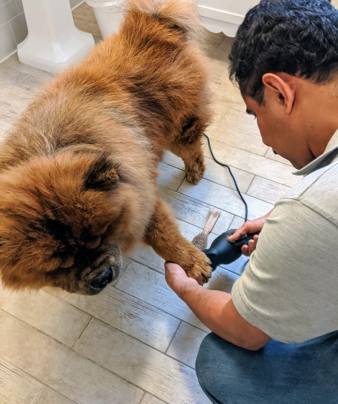 Bathing My Chow Chows The Martha Stewart Blog